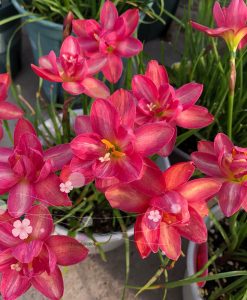 Hoa huệ mưa Z.Luhaoning Rain Lily