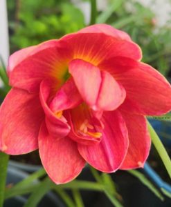 Hoa huệ mưa Z.Madam Butterfly Rain Lily