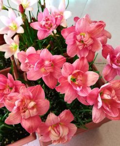 Hoa huệ mưa Z.Madam Butterfly Rain Lily