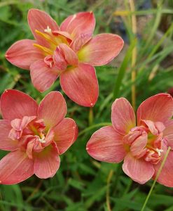 Hoa huệ mưa Z.Madam Butterfly Rain Lily