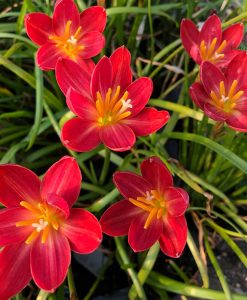 Hoa huệ mưa Z.Maroon Blossom Rain Lily