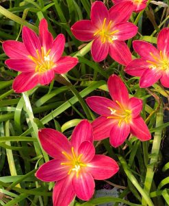 Hoa huệ mưa Z.Maroon Blossom Rain Lily