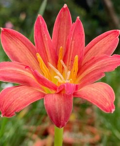 Hoa huệ mưa Z.Maruko Rain Lily