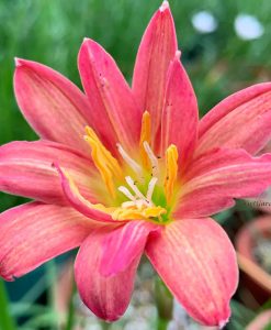 Hoa huệ mưa Z.Maruko Rain Lily