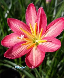 Hoa huệ mưa Z.Maruko Rain Lily