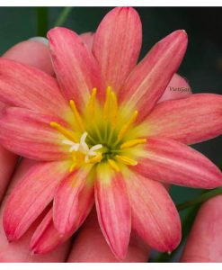 Hoa huệ mưa Z.Maruko Rain Lily