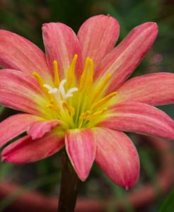 Hoa huệ mưa Z.Maruko Rain Lily