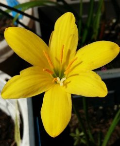 Hoa huệ mưa Z.Midas Touch Rain Lily