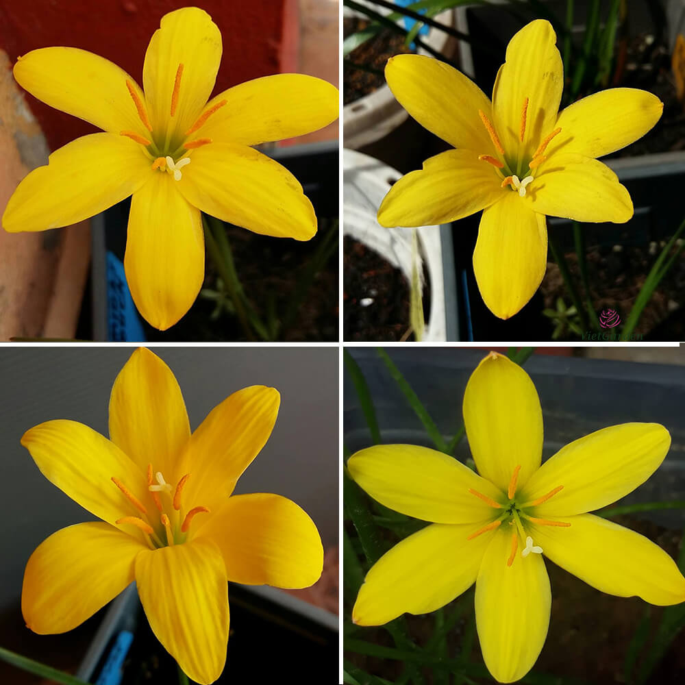 Zephyranthes 'Midas Touch