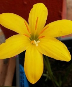 Hoa huệ mưa Z.Midas Touch Rain Lily