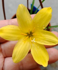 Hoa huệ mưa Z.Midas Touch Rain Lily