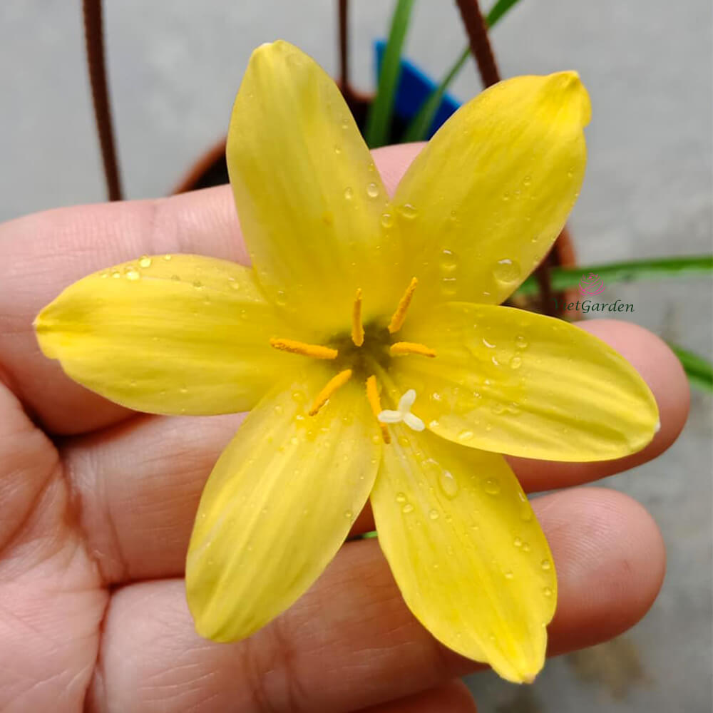 Zephyranthes 'Midas Touch