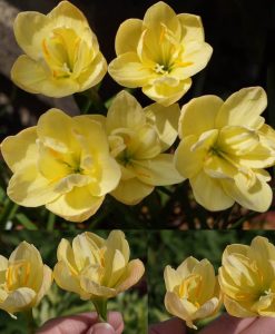 Hoa huệ mưa Z.Millionaire Rain Lily