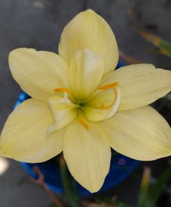 Hoa huệ mưa Z.Millionaire Rain Lily