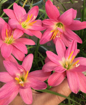 Hoa huệ mưa Z.Miss Ruby Rain Lily