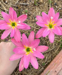 Hoa huệ mưa Z.Miss Ruby Rain Lily