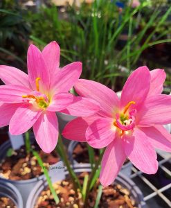 Hoa huệ mưa Z.Miss Ruby Rain Lily