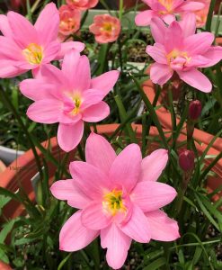 Hoa huệ mưa Z.Miss Ruby Rain Lily