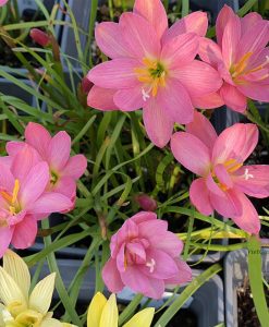 Hoa huệ mưa Z.Miss Ruby Rain Lily