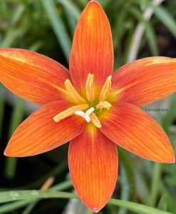 Hoa huệ mưa Z.Moonstone Rain Lily