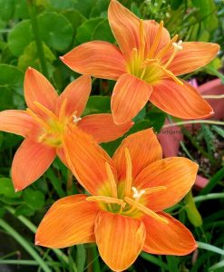 Hoa huệ mưa Z.Moonstone Rain Lily