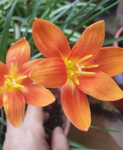 Hoa huệ mưa Z.Moonstone Rain Lily