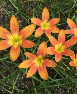 Hoa huệ mưa Z.Moonstone Rain Lily