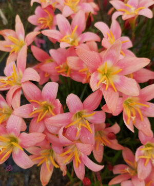 Hoa huệ mưa Z.Morning Star Rain Lily