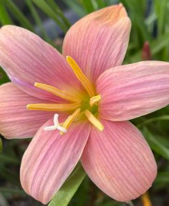 Hoa huệ mưa Z.Morning Star Rain Lily