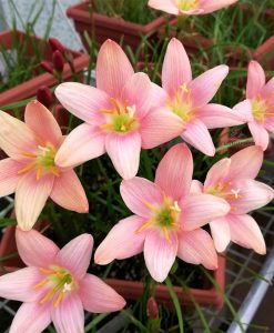 Hoa huệ mưa Z.Morning Star Rain Lily