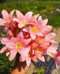 Hoa huệ mưa Z.Morning Star Rain Lily