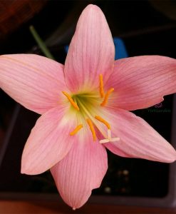 Hoa huệ mưa Z.Morning Star Rain Lily